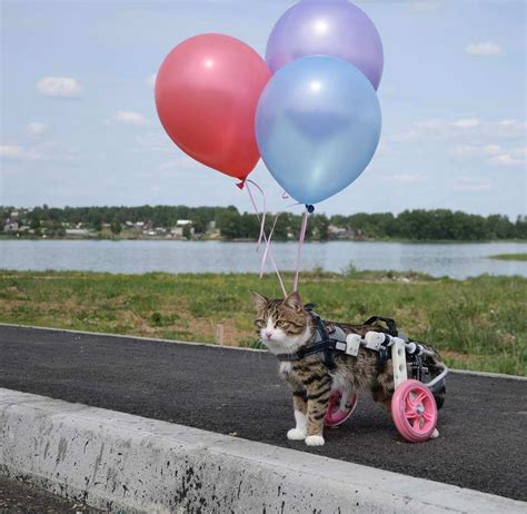 Rexie, the Cat Who Uses a Wheelchair