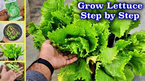 Iceberg Lettuce Growing Conditions - Taka Vegetable