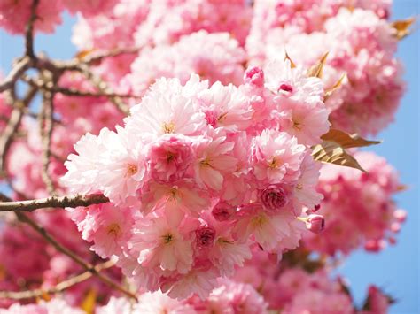 Free Images : tree, branch, fruit, flower, petal, bloom, food, spring, produce, pink, cherry ...