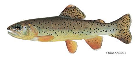 Apache Trout – Western Native Trout Initiative