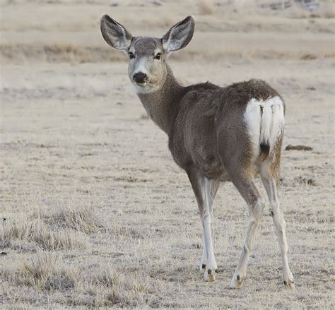 File:2012-mule-deer-female.jpg