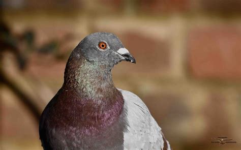 Feral Pigeon | BirdForum