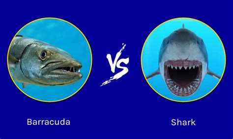 Barracuda vs Shark: Who Would Win in a Fight? - A-Z Animals