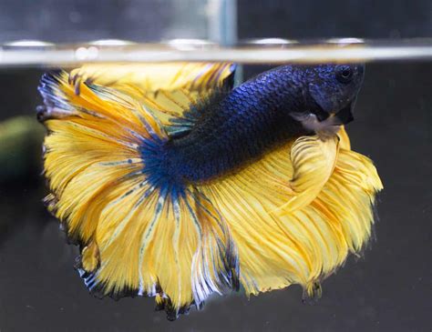 Mustard Gas Betta: Complete Care Guide Information