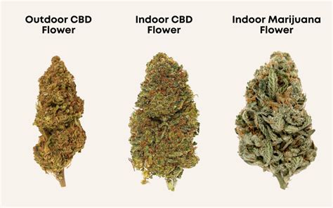 How to Tell CBD Flower from Weed: Spot the Difference! - ProjetoCharas