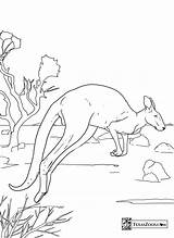 Zoo Animals  Free Coloring Printables For Kids Minnesota Zoos sketch template