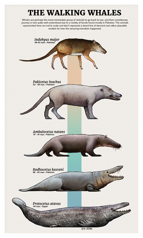 Pin by Sara Fio on Prehistoric animals | Prehistoric animals dinosaurs, Prehistoric animals ...