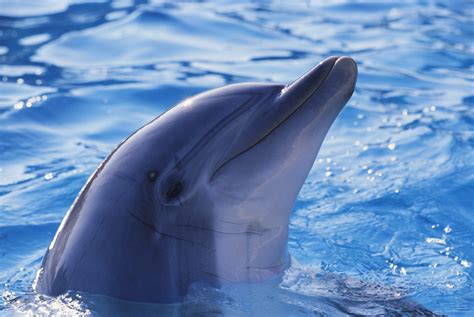 How to Tell the Difference Between Dolphins and Porpoises - Ocean Conservancy