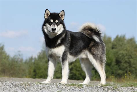 ¿Lomitos o lobeznos? Estas razas de perros parecen auténticos lobos ...