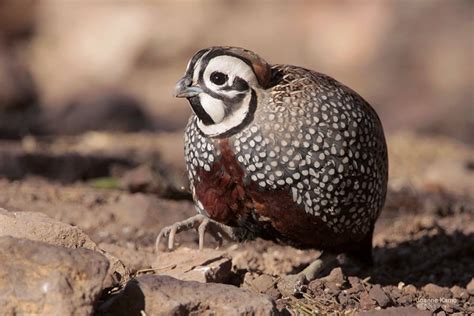 Beauty and Secrecy: The Montezuma Quail | BirdNote