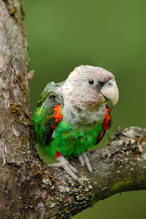 Cape Parrot - Pet Bird Health, Colors, Care and Feeding - PetGuide ...