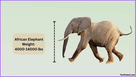 How Much Does An Elephant Weigh? With Comparison