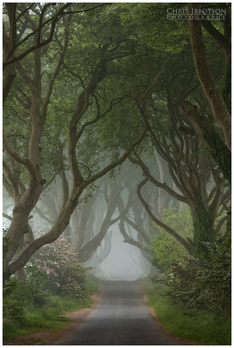 Summer Morning Mist, The Dark Hedges