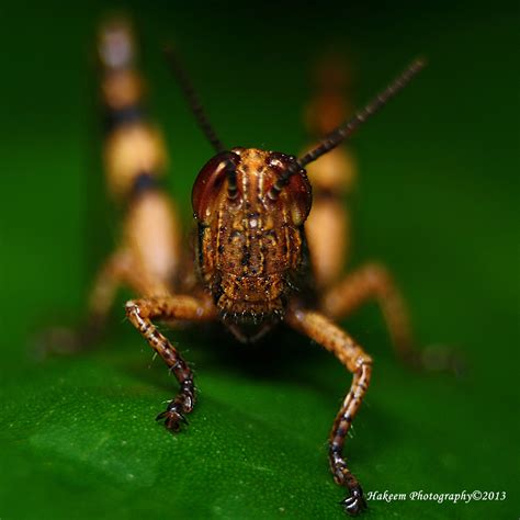 Hakeem Photography: Brown Grasshopper