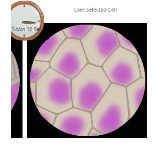 Study Of Plasmolysis | Golabz