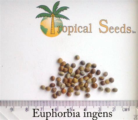 Seeds - TropicalSeeds.com