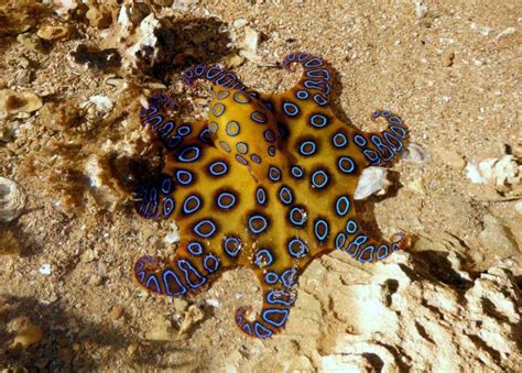 Blue-Ringed Octopus Facts, Habitat, Life Cycle, Venom, Pictures ...