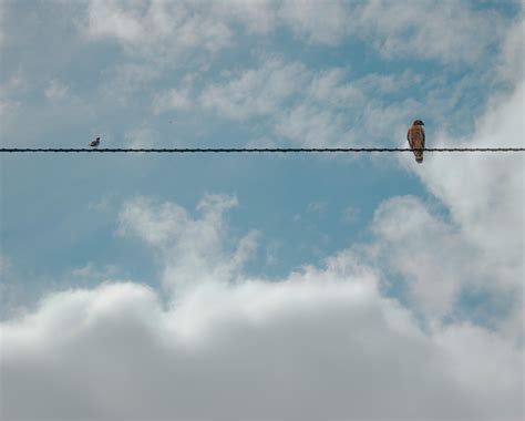 ITAP of two birds on a wire#PHOTO #CAPTURE #NATURE #INCREDIBLE in 2020 | Unique photography ...