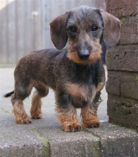 Pin van bobandersoninaz op Wirehaired Dachshund | Teckel hond, Ruwharige teckel, Leuke honden