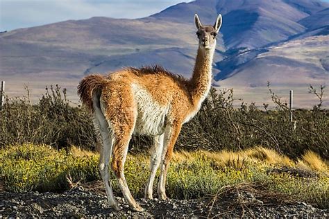 Animals Found in Chile - WorldAtlas.com