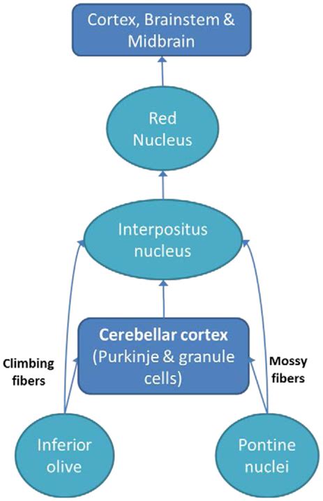 Frontiers | The Cerebellum and Psychiatric Disorders