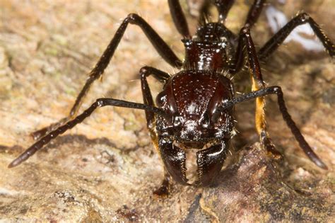 Bullet Ant : Nature Closeups