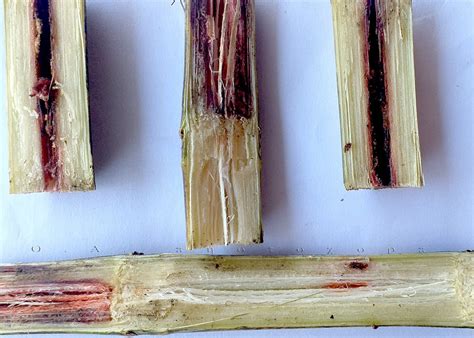 diseases of sugarcane