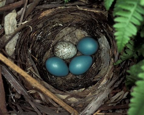 Brown-headed Cowbird | Backyard birds, Brown speckled bird, How to attract birds