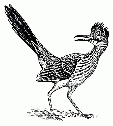 Brds clipart roadrunner - Pencil and in color brds clipart roadrunner ...