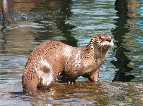 Northern River Otter 01 by animalphotos on DeviantArt