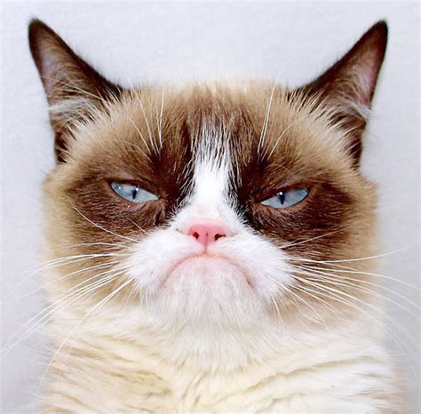 Fluffy, grumpy cat. | We Know How To Do It