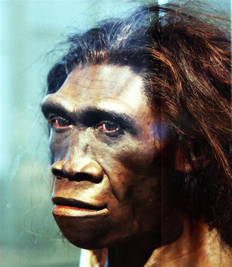 File:Homo erectus adult female - head model - Smithsonian Museum of ...