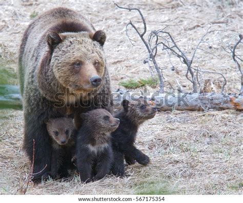 Yellowstone National Park With Bear Cub: Over 883 Royalty-Free Licensable Stock Photos ...