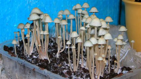 How To Grow Mushrooms Indoor – Slick Garden