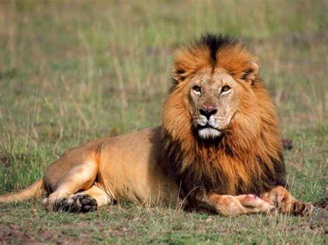 Possible reason behind limited number of lions, other top predators explained - Techie News