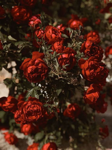 Solo sé amor. Estética floral, Rosas rojas, Flores hermosas fondo de ...