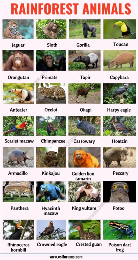 Rainforest Animals: List of 70+ Animals that Live in the Rainforest ...