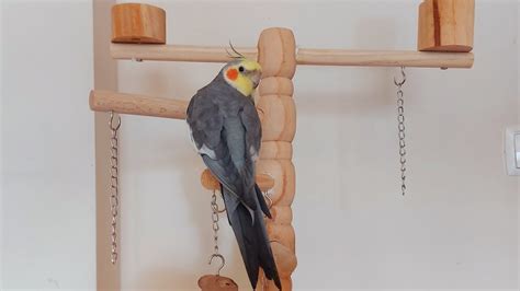 Cockatiel Reacts to New Toy 🥰👀#cockatiel #cockatiel playing video - YouTube