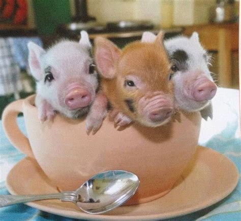 Pin by Ana Tininha Martins on Porcos & Porquinhos & Porcalhôes | Pet pigs, Baby pigs, Cute piglets