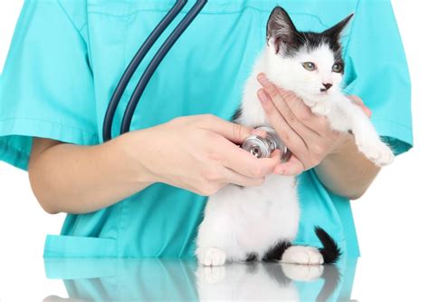 Cat Hookworms - Hookworm Symptoms & Treatment for Cats | PetMD