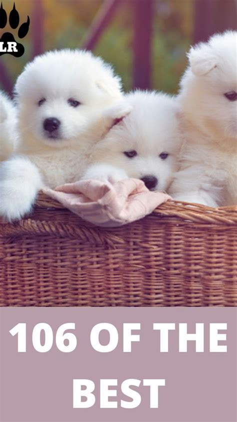 100+ OF THE BEST FLUFFY DOG NAMES