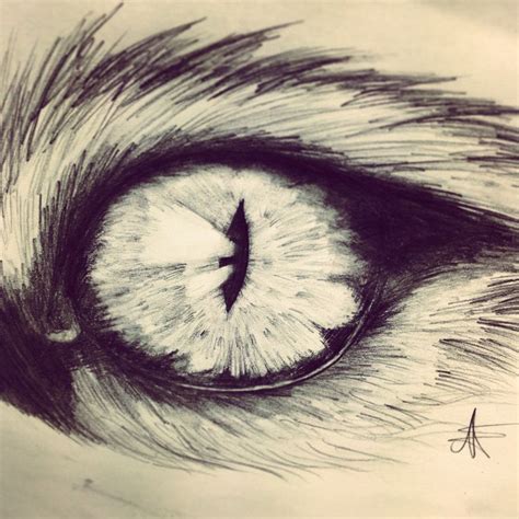 Cats eye pencil drawing | Eye pencil drawing, Drawings, Animal art