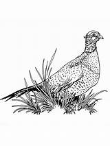 Pheasant Coloring Pages  Nation sketch template