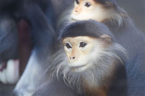 This List of Endangered Monkeys Highlights the Need for Conservation - Animal Sake