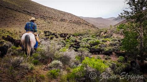 Reflecting on the Range - Organic Beef Matters