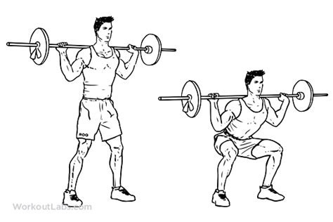 Barbell Squat | Illustrated Exercise guide - WorkoutLabs