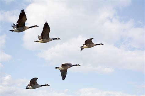 Where Do Geese Migrate? - Varment Guard Wildlife Services