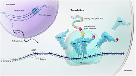 Protein Synthesis Translation