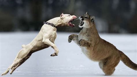 DOGO ARGENTINO VS PUMA - QUEM VNCE? - YouTube