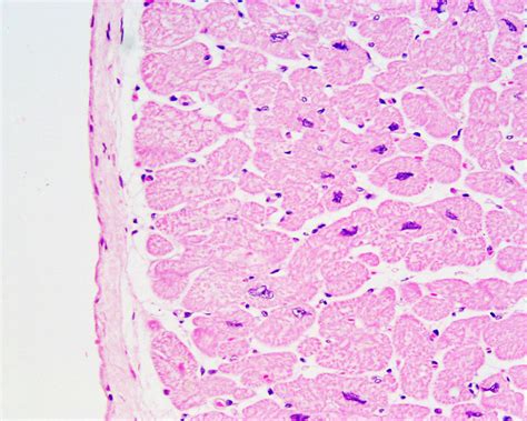 Histology Of The Heart